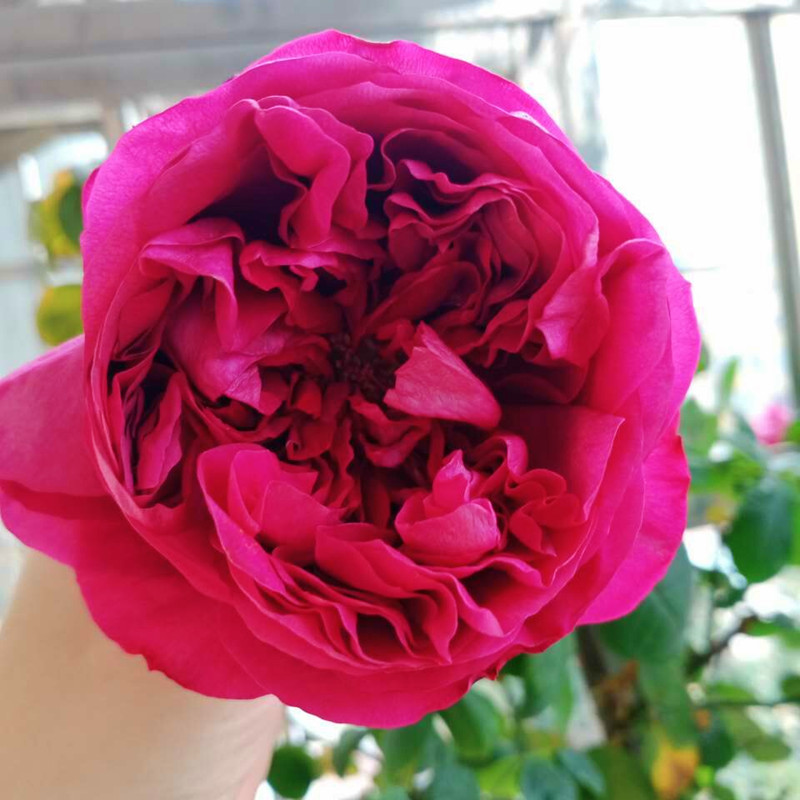 欧月法国月季暗红色大花强香耐热开花持久 四季开花 【胭脂】中大苗
