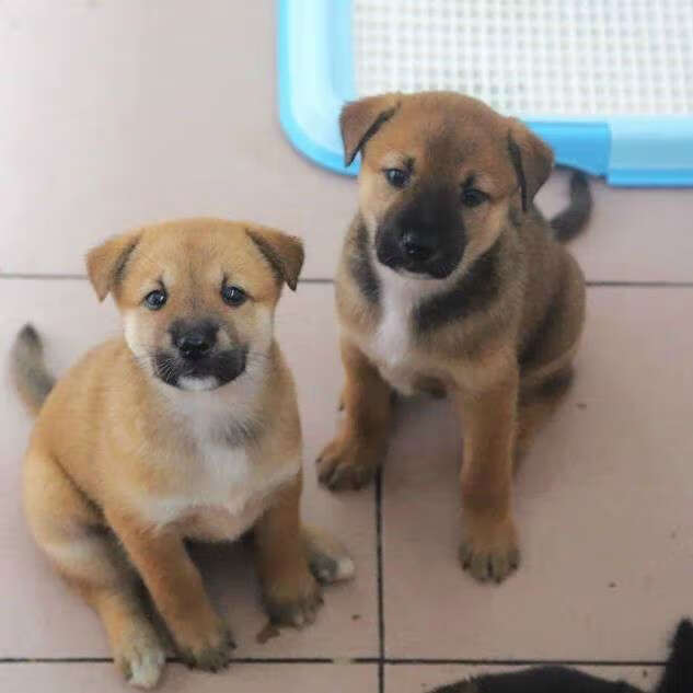 京東推薦榮鬱土狗活體活物苗幼犬大型中華田園犬農村看家護院領養幼崽