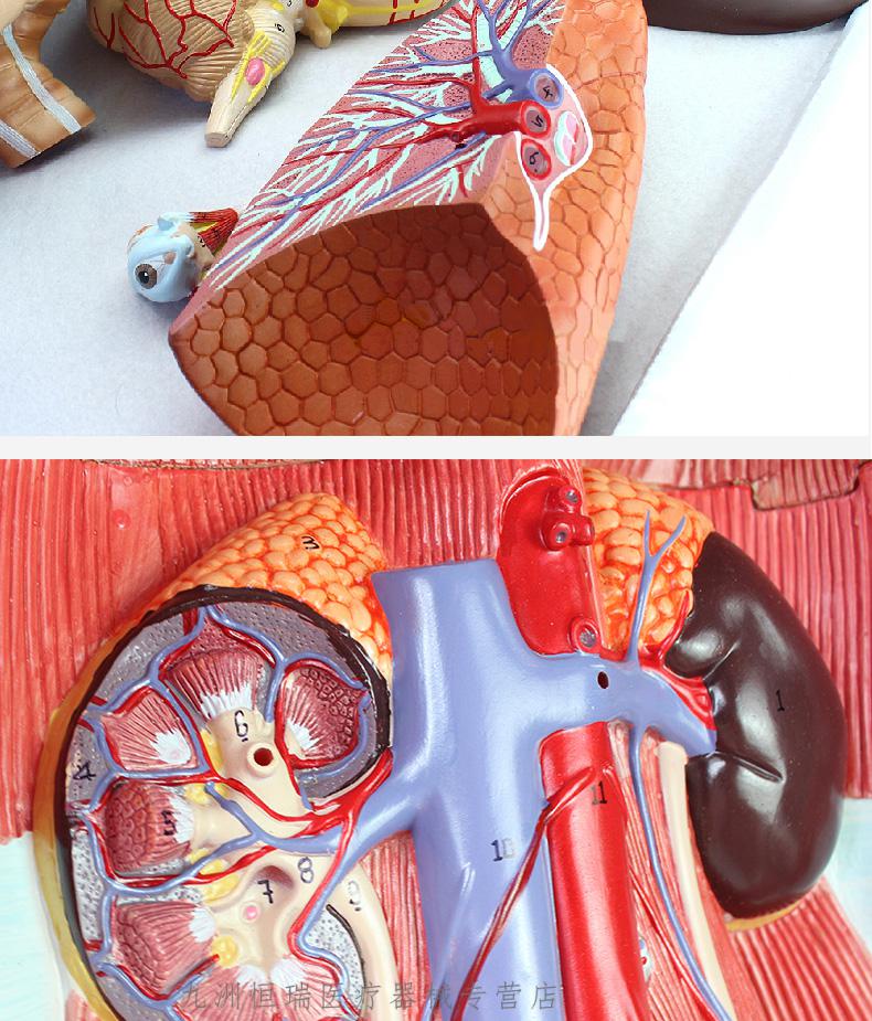 豪華款丨人體解剖模型醫學教學內臟心臟器官結構全身可拆卸 高品質