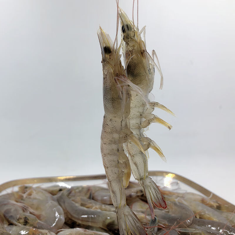 国产小海虾整箱青岛活冻虾虾子鲜活虾海鲜水产罗菲迪新500g3盒实惠装