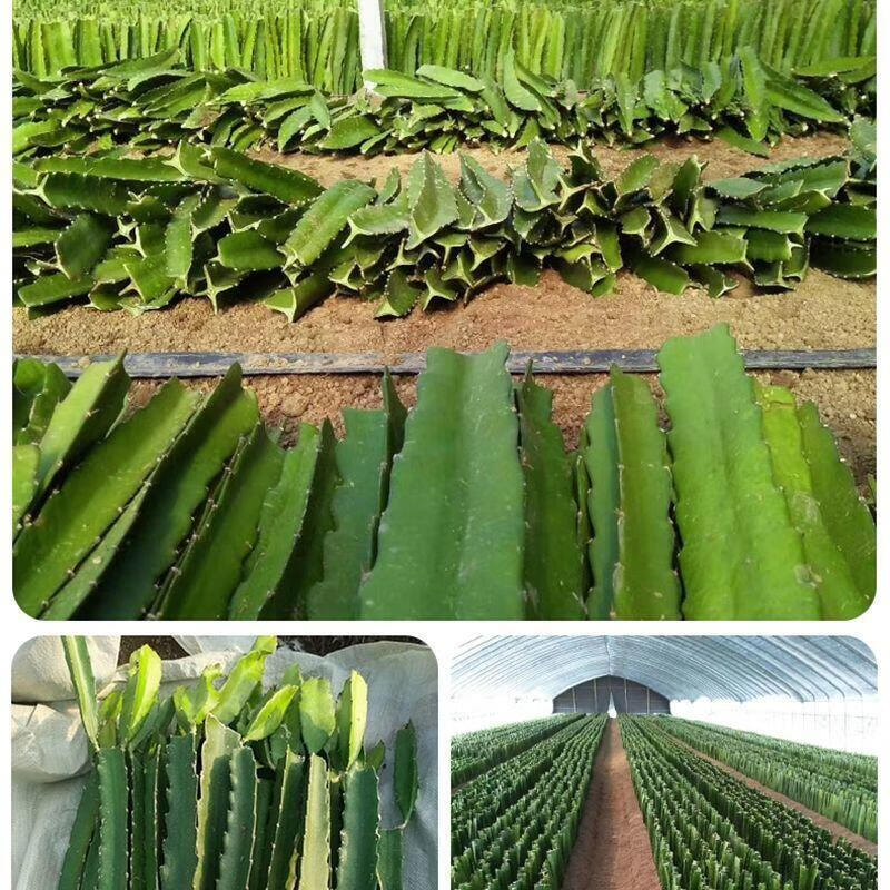 【】红心红宝龙火龙果 大苗1颗【37-42公分】硕果多【图片 价格 品牌