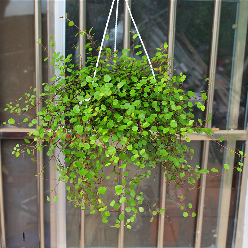 千叶吊兰盆栽婚纱吊兰千叶兰花苗常春藤室内阳台垂吊四季常青 千叶