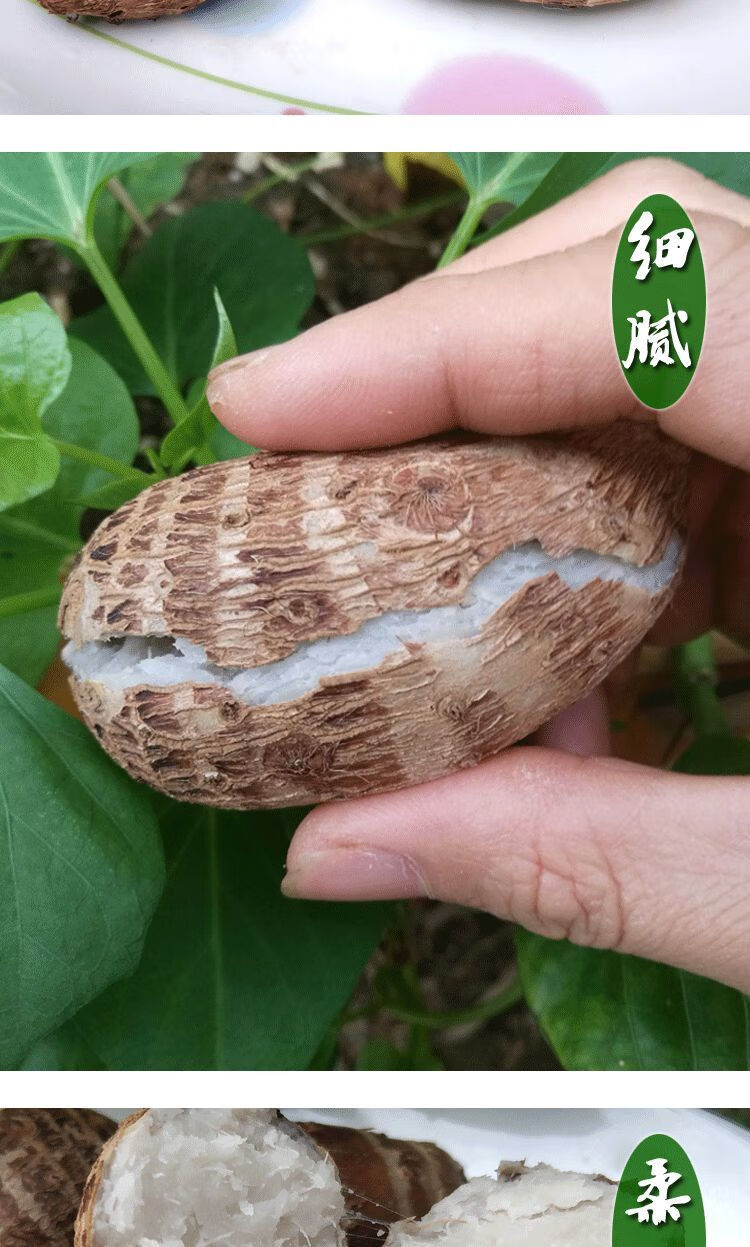 广西新鲜现挖红芽小芋头粉糯香芋山芋魔芋芋仔蔬菜5斤5斤中果净重485