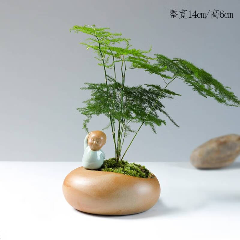 木繁室内盆栽植物不需要阳光喜耐阴的绿植发财树桌面小摆件微景观装饰