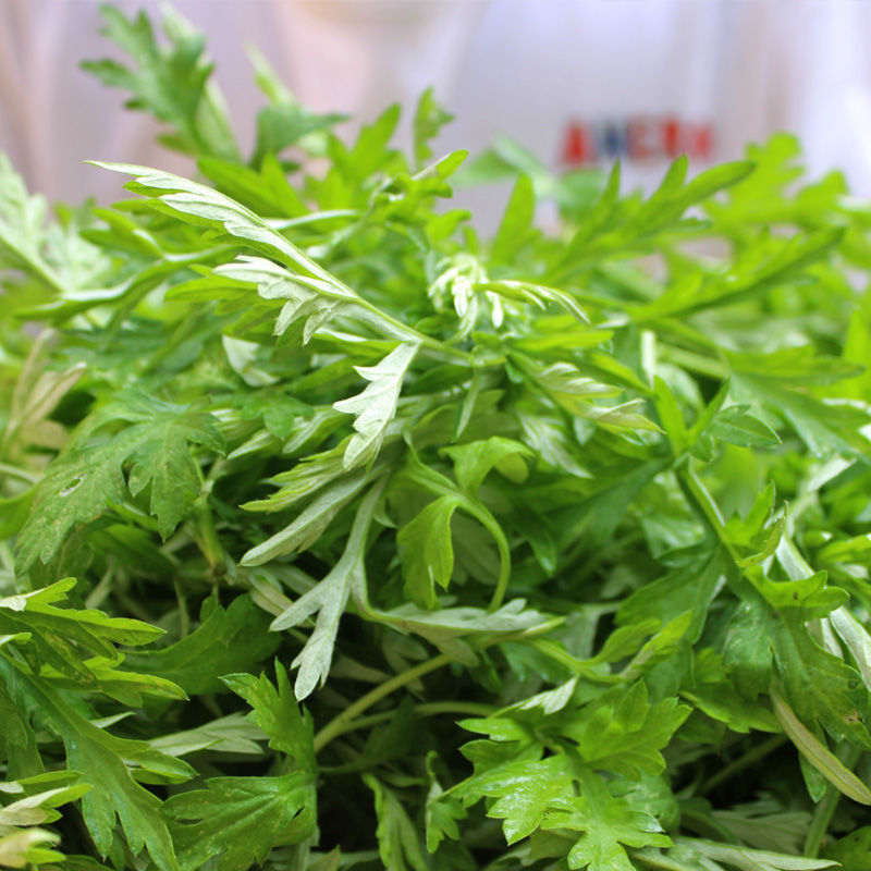 新鲜艾叶生艾叶干艾叶草糍粑艾粄艾草叶食用清明草青团艾篙叶 一斤装