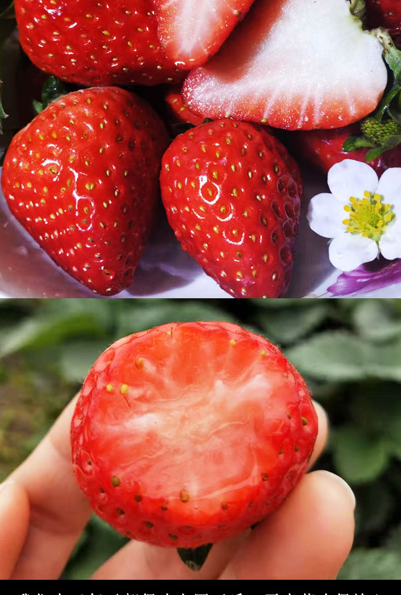 时染shiran安徽长丰红颜奶油新鲜草莓当季现摘孕妇精选水果1斤中大果