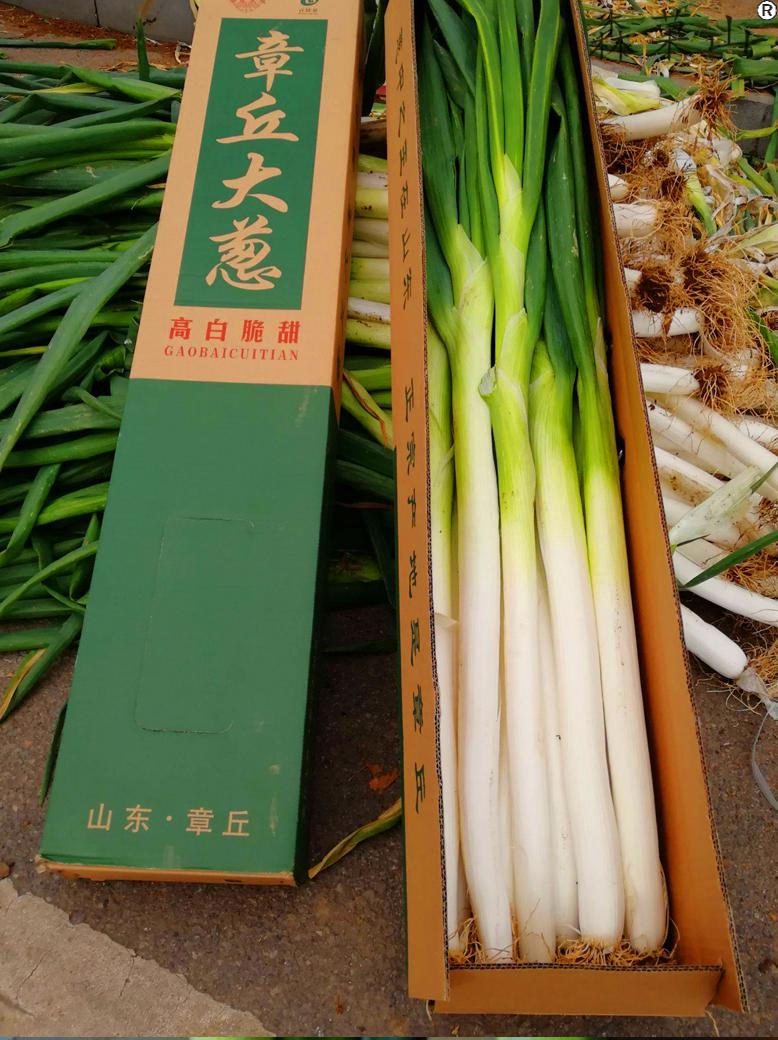 顺丰章丘铁杆大葱山东章丘大葱生吃新鲜东北长白甜葱正宗特产特级蔬菜