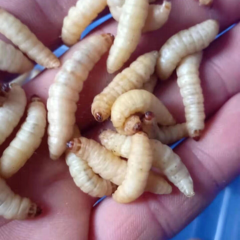 荣郁荣郁养殖厂玉米虫活体葡萄虫百灵活食蜜袋鼯变色金龙鱼高蛋白宠物