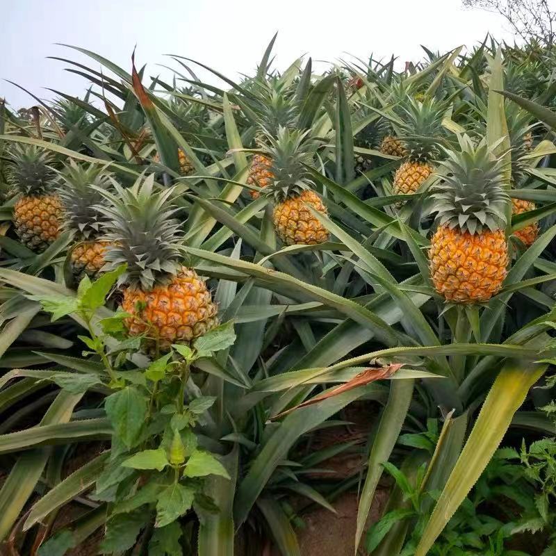 香水菠萝新鲜小菠萝香脆甜大菠萝装酸甜自然成熟徐闻云南菠萝香水菠萝