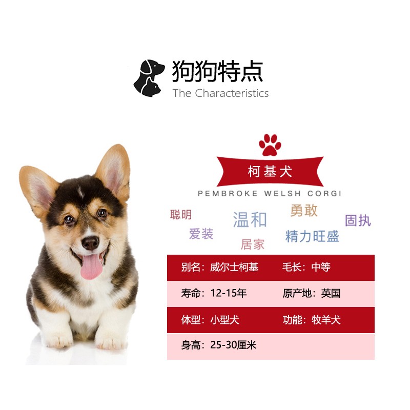 柯基幼犬公母区分图片图片