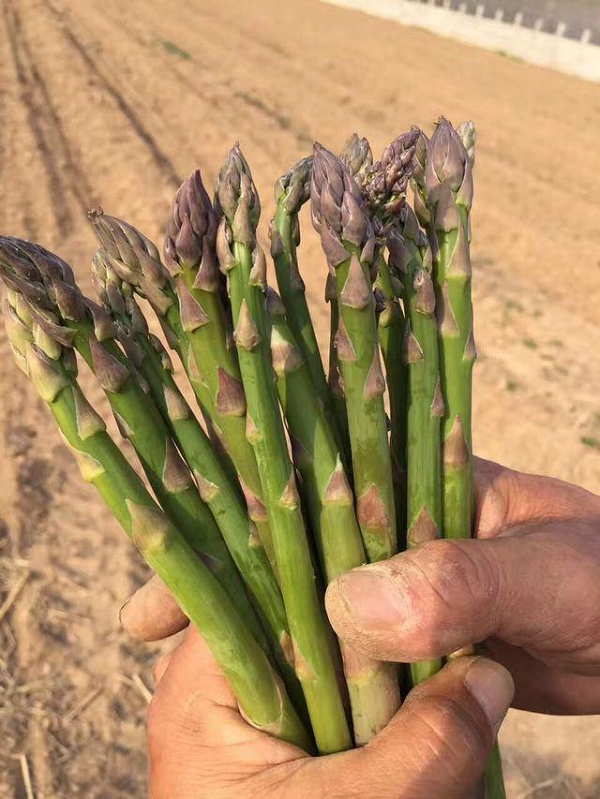 芦笋根苗芦笋根苗种子紫色芦笋苗四季种植卢笋种籽蔬菜三年种苗阳台