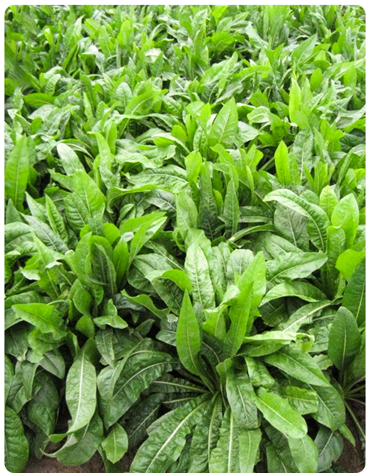 百绿将军大叶菊苣草种籽多年生牧草种子养殖牛羊鸭鹅兔猪草种籽子 百