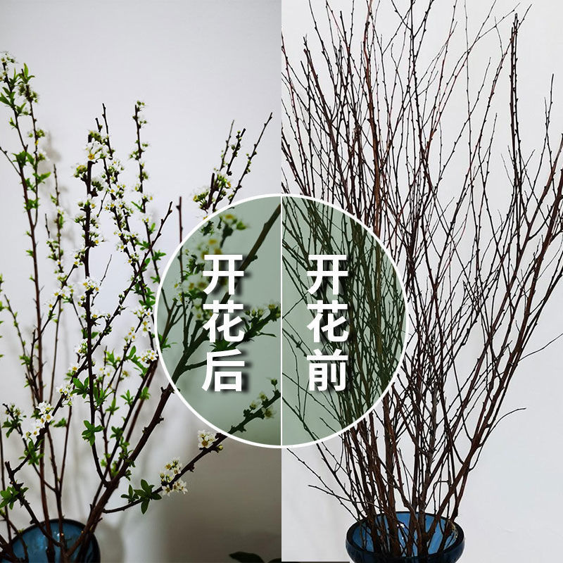 【精品綠植】【包開花】水培雪柳乾枝遇水開花鮮枝插花室內觀賞水生