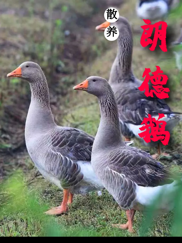 鹅灰鹅黑嘴雁鹅马岗鹅新鲜鹅肉大白鹅 整只杀好的5斤左右【图片 价格