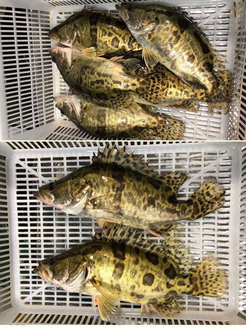 鲜活鳜鱼桂鱼鳌花鱼桂花鱼季花鱼鲜活现杀半斤左右一条两条装