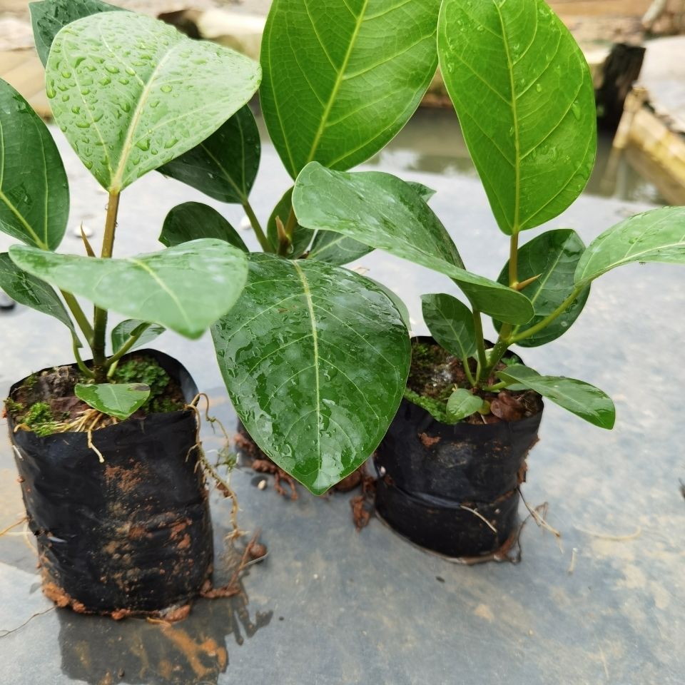 大叶榕树苗高山榕苗 耐寒榕树观赏盆景苗室内盆栽绿植 高山榕70-80高