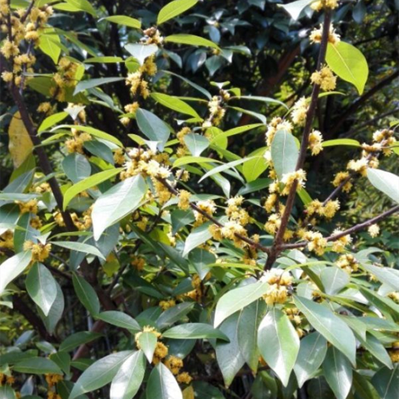 林木种子金丝楠木树种子金丝楠木种子紫楠种籽闽楠种小叶桢楠种子