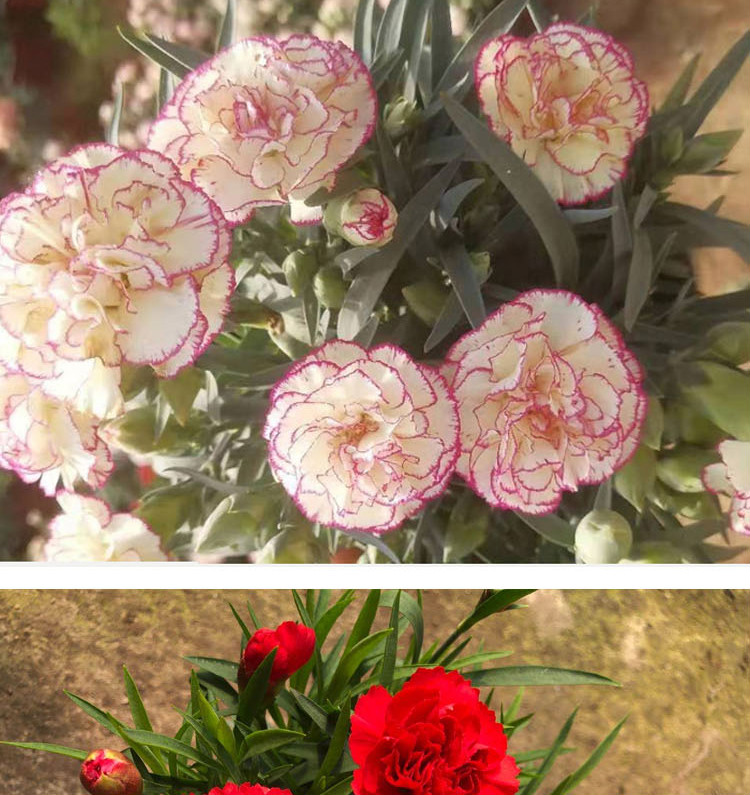 盆栽花康乃馨盆栽重瓣庭院大花苗室内绿植石竹观花办公室 七天无理由