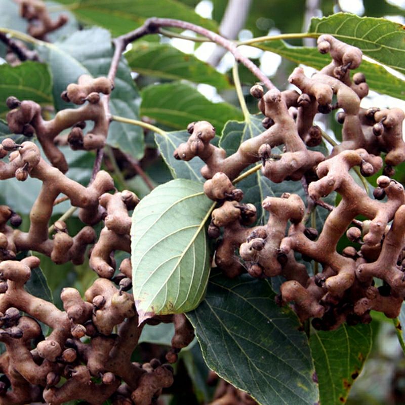 新鲜现摘 万寿果鸡爪梨贵州金钩梨野生泡酒生吃 干拐枣1000克【图片