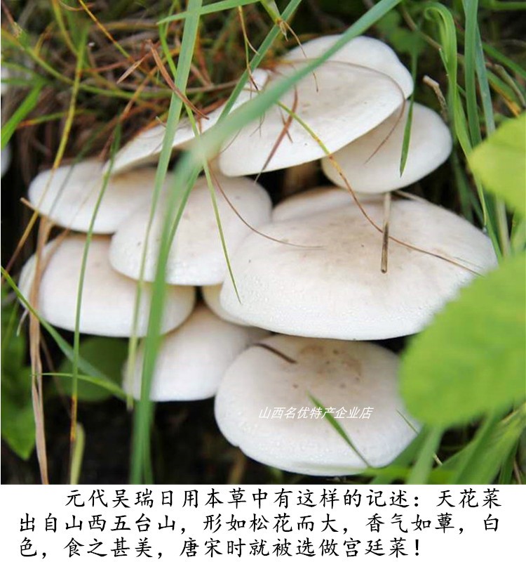 山西特产特产特产五台山野生台蘑台珍猪嘴蘑菇干货香菇250克礼盒 500g