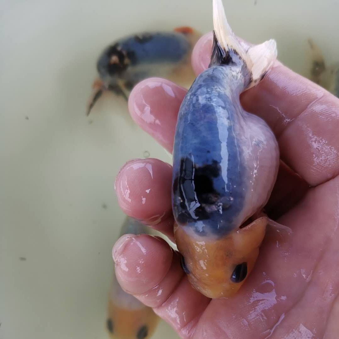 水墨重墨兰寿金鱼活体鱼苗观赏鱼冷水鱼淡水鱼活体宠物渔场直销水墨89