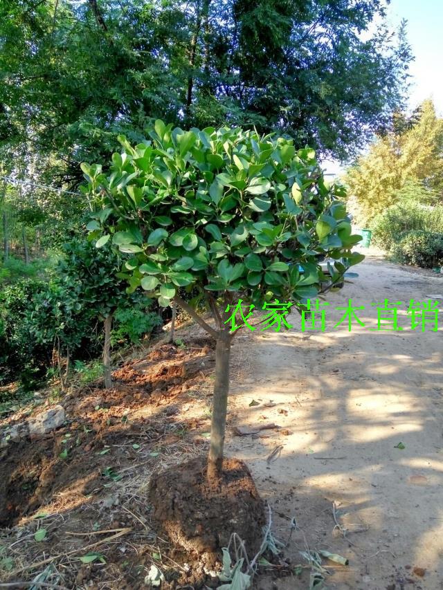 精品冬青树苗大树球庭院独杆大叶黄杨树苗四季常青植物
