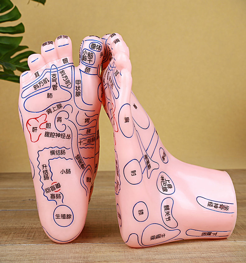 足部按摩模型人体穴位图脚丫足底反射区脚底经络足疗工具家用器材