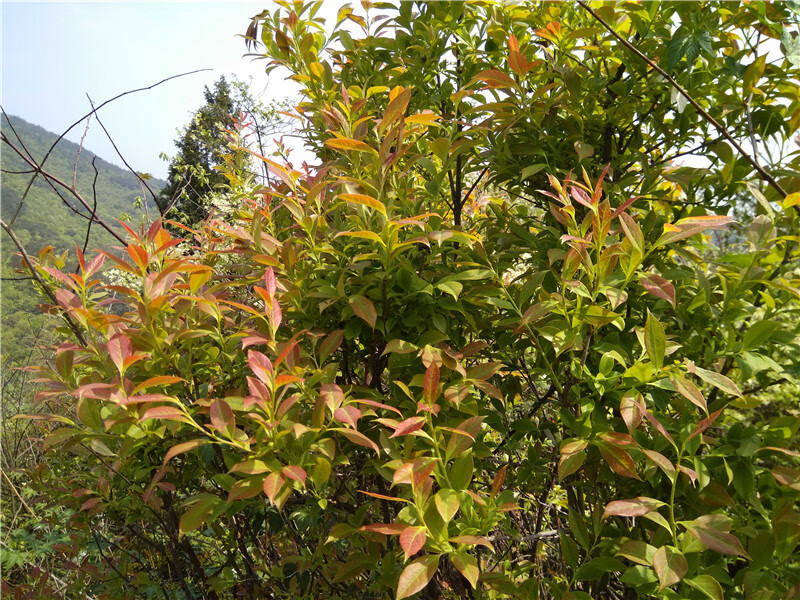 香馜乌饭叶 乌米饭 乌饭树叶 新鲜乌饭叶南烛叶 乌树叶 乌饭草制作