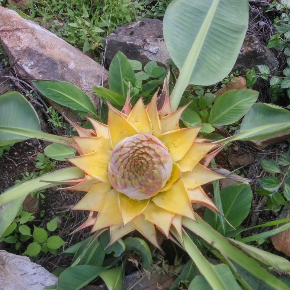 地涌金莲57月活动超低价地涌红莲千叶佛莲花期超长易养活朵芮蜜地涌