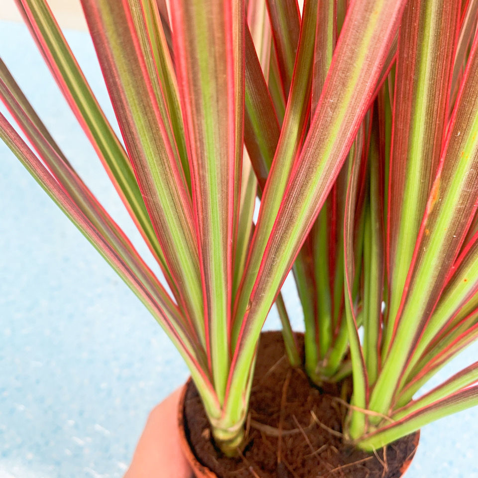 江影清水培七彩铁五彩千年木水养土养好养绿植室内桌摆四季常青盆栽