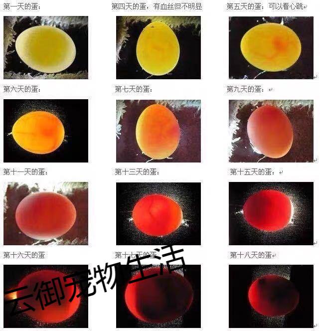 鹦鹉活体种蛋虎皮牡丹玄凤种蛋可人工孵化鸟蛋新鲜蛋受精率高鸟蛋文鸟