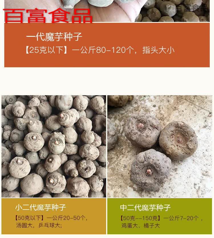 5折云南新鲜魔芋种子魔芋二代种子脱水优选高产魔芋种子5斤