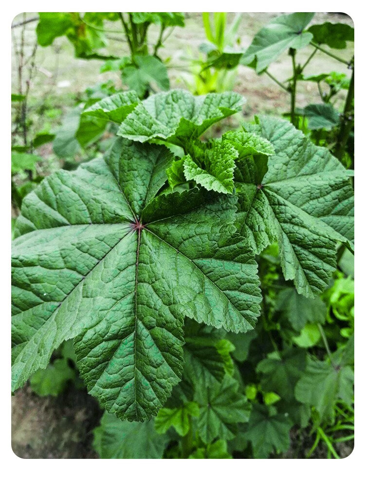 冬寒菜種籽冬莧菜種子冬天菜種秋季冬季籽種蔬菜苗青菜孑菜籽菜苗