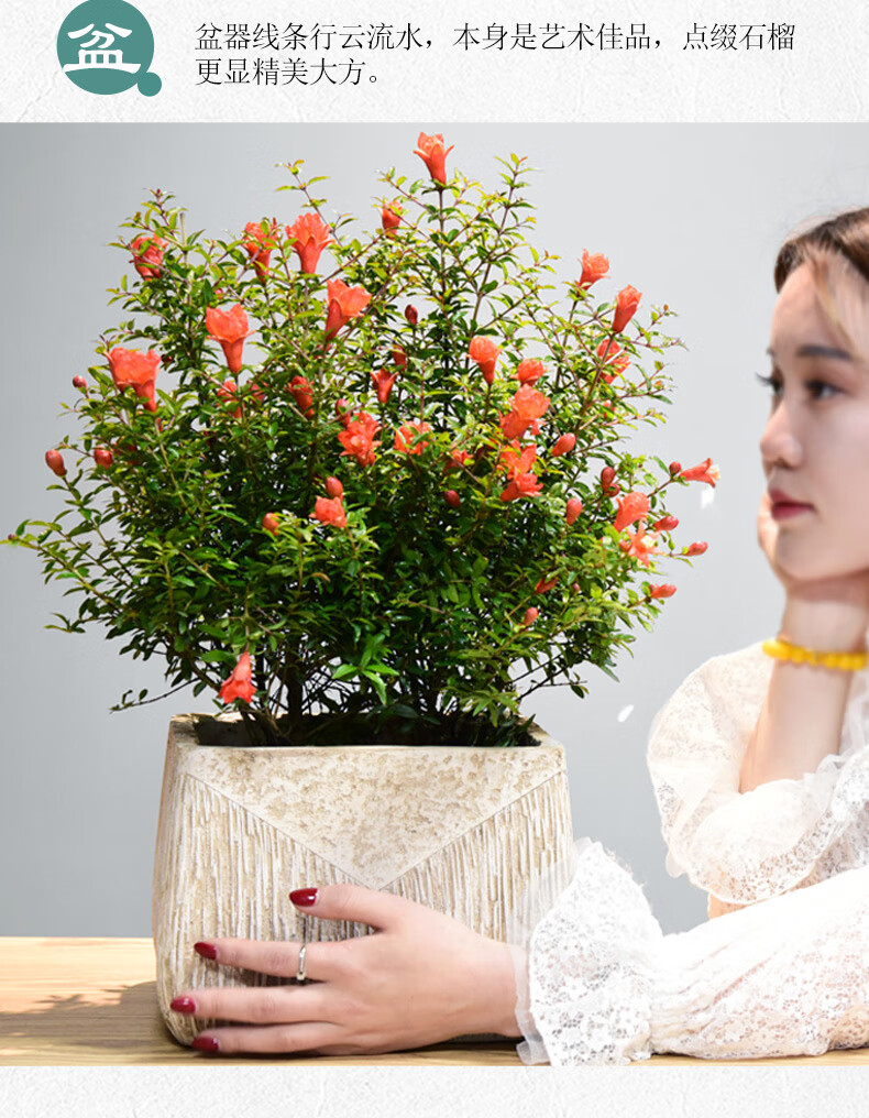 石榴花盆栽观赏带果植物室内外四季好养易活开花盆景花卉绿植盆景中小