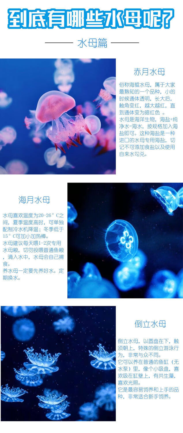 【京选推荐】好养耐活迷你水母宝宝活物学生观赏小型小宠物便宜桌面