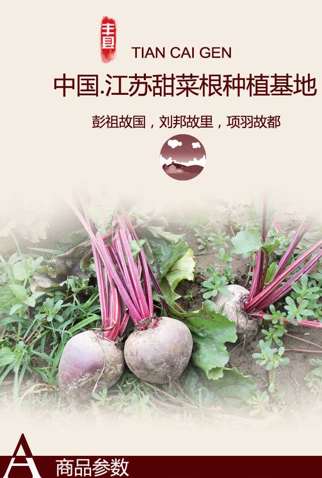 甜菜根新鲜甜菜头头红甜菜根红心萝卜蔬菜红根菜头05斤装酵素专用小果