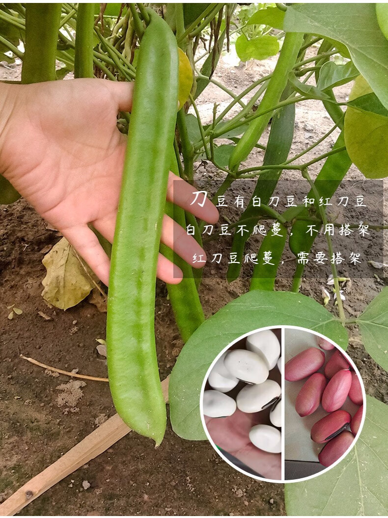 寿禾红白刀豆种子豇豆角扁豆四季豆种籽白刀豆种子10粒简装
