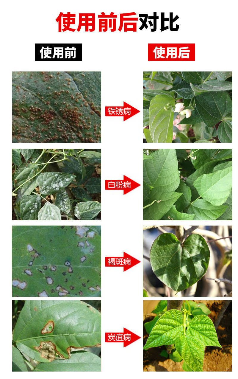 豆角专用药豆类专用剂豆病全治锈病干花白粉炭疽病剂批发豆病全治3套
