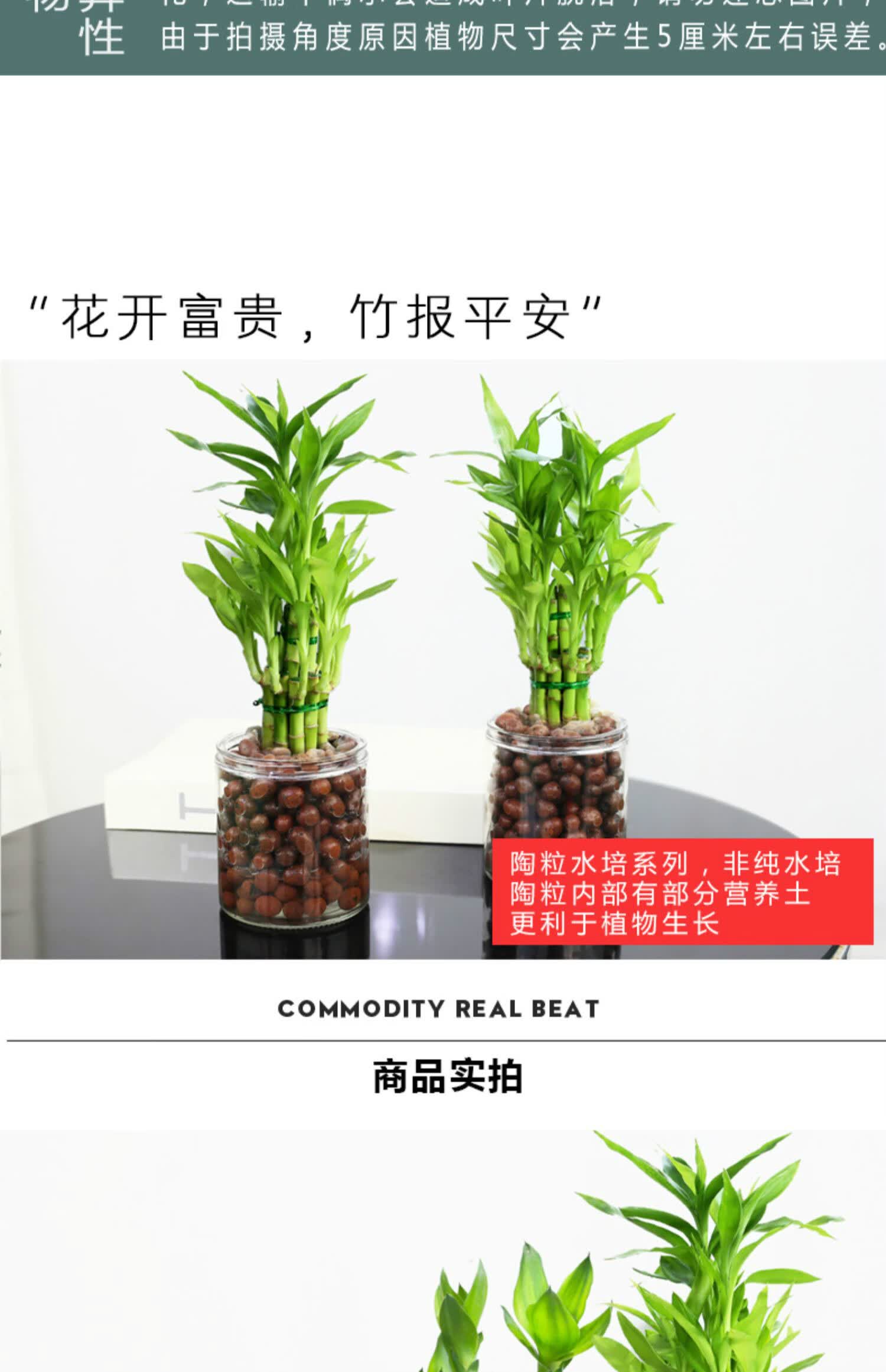 富贵竹玻璃水培植物陶粒种植转运竹办公室小盆栽桌面绿植 90#原盆步步