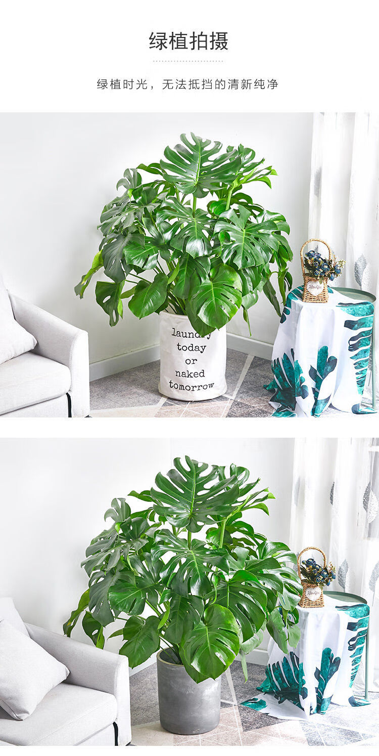 精品绿植龟背竹盆栽大叶精品老桩室内绿植物花盆易养活客厅净化空气吸