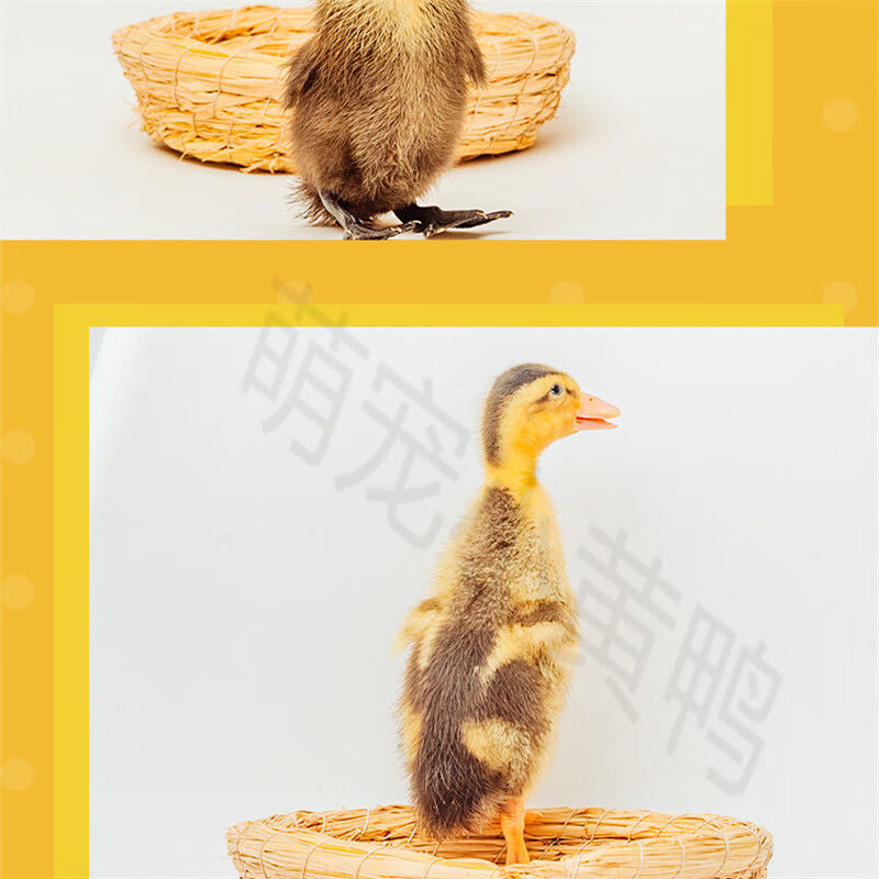 【店铺推荐】网红宠物小黄鸭苗宠物小鸭子活物小黄鸭可爱活的白鸭宠物