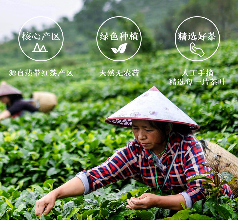 发酵程度:全发酵类别:英红九号茶叶等级:特级货号:ggscgmf4商品产地