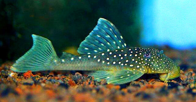 zxc水族皇冠直升机 鱼直升飞机异形鱼活体底栖草缸南美异型热带活 4