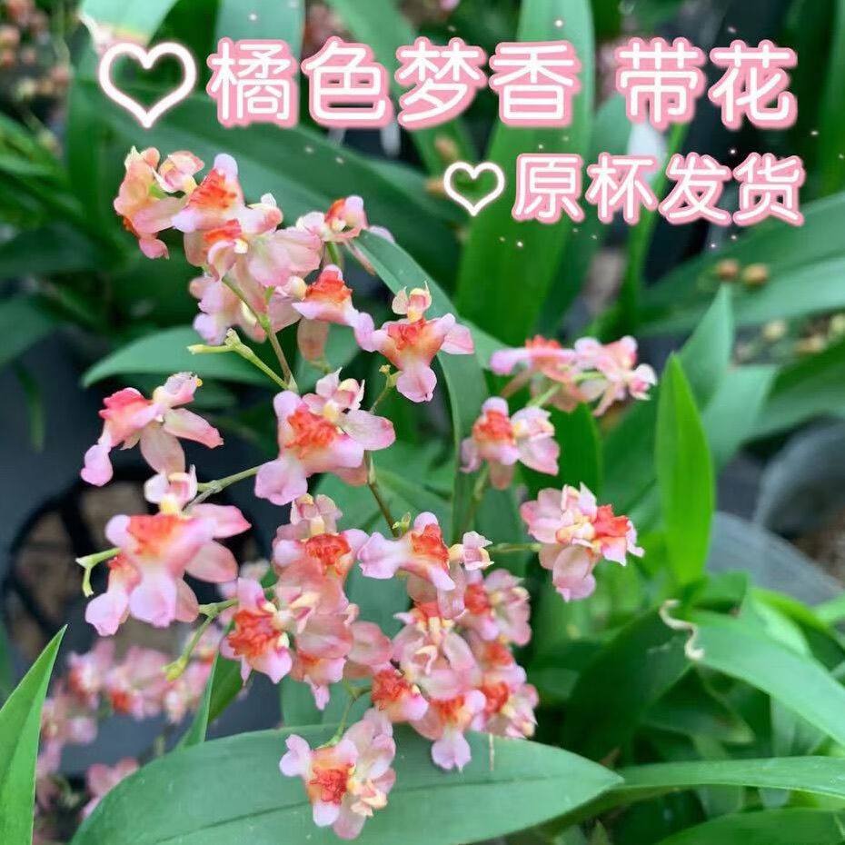 文心兰水培梦香带超多花苞发货开花满屋飘香花期长达3个月室内花卉58