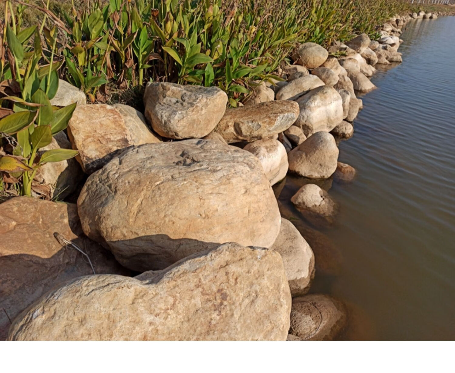 园林景观石 景石置石巨大型河卵石鹅卵石 绿地河滩湿地护坡驳岸石