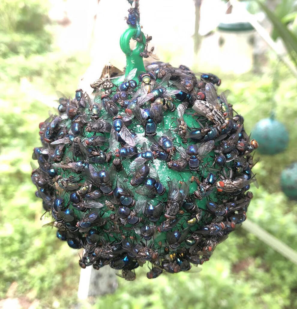 果园诱蝇球柑橘大小实蝇瓜果树针蜂贴果虫器果蝇粘虫板粘蝇球强粘性