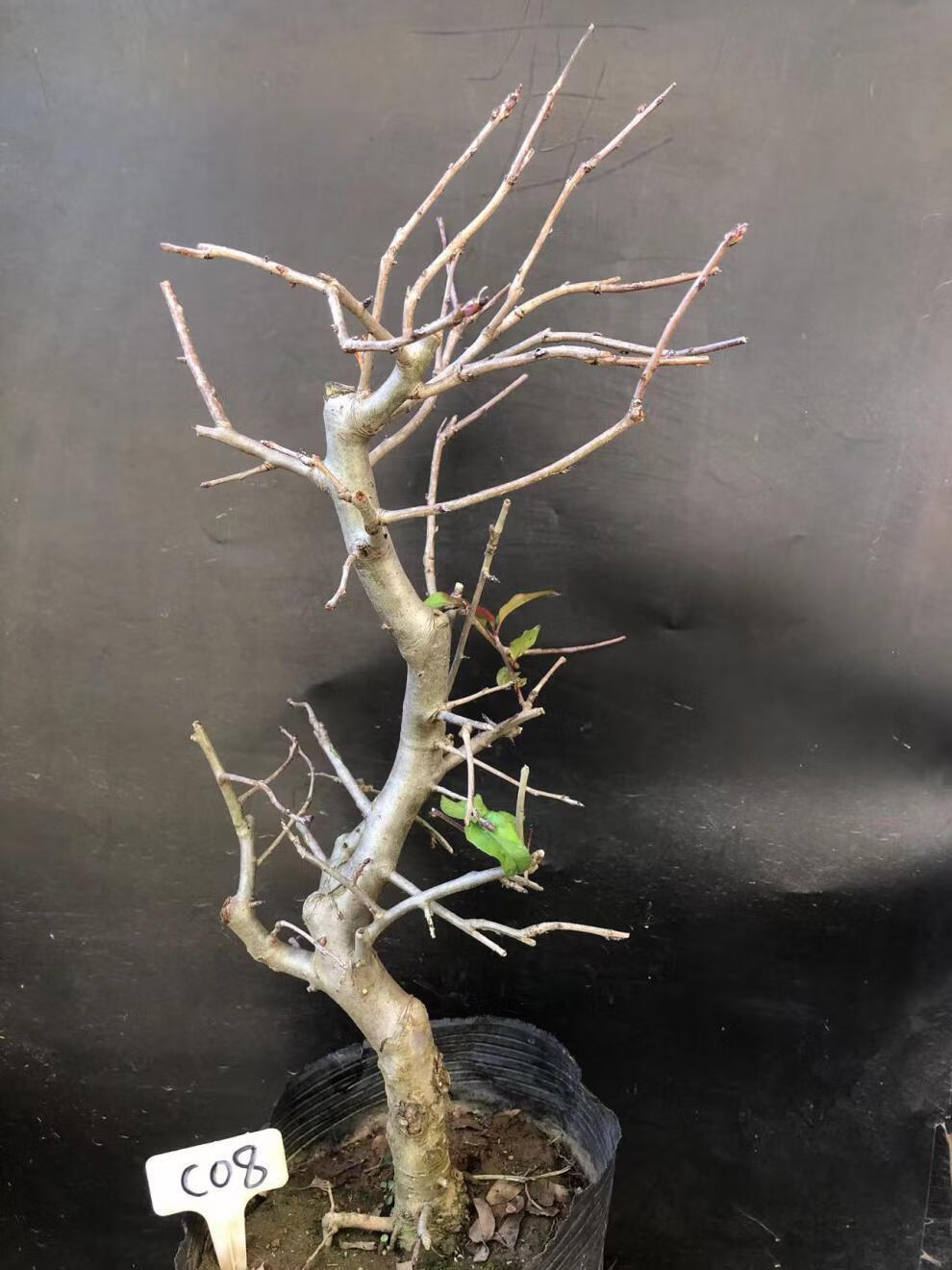 垂丝海棠植物室内好养植物老桩花卉树苗盆栽海棠盆景花卉盆栽红色 8年