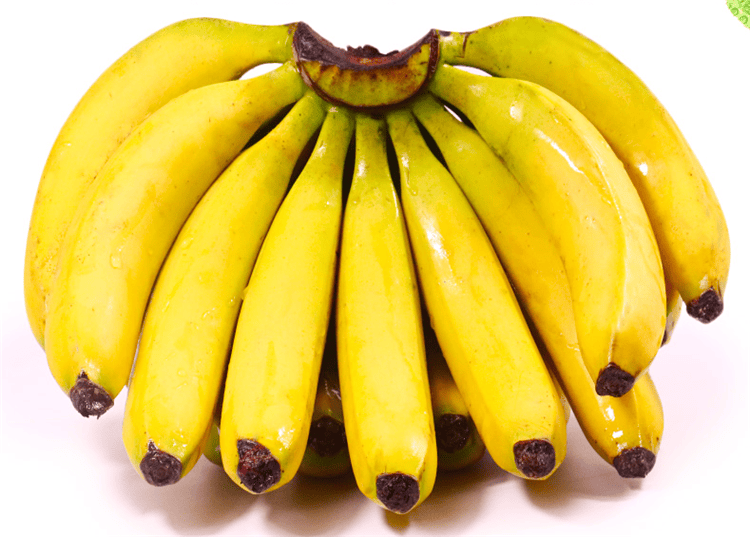 皇帝蕉树苗新品种威廉斯香蕉苗粉蕉矮化蕉小米蕉中蕉9号香蕉树苗