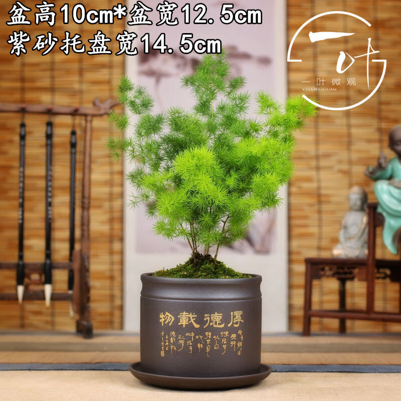 蓬莱松生肖猴盆栽微景观绿色植物盆景办公室内桌客厅花卉紫砂厚德蓬莱