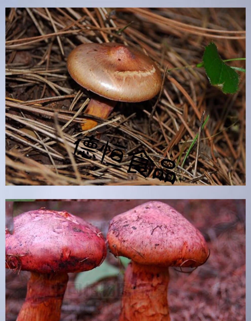 东北红蘑特产红松伞蘑新货松树伞松树丁干货红蘑菌汤包sn6914100g